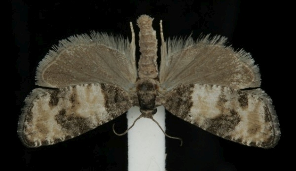 Piniphila bifasciana Piniphila bifasciana