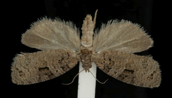 Apotomis semifasciana Apotomis semifasciana