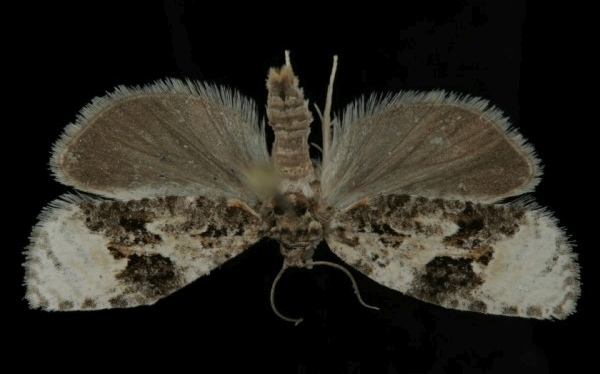 Apotomis lineana Apotomis lineana