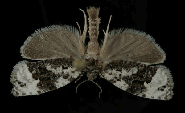 Apotomis turbidana Apotomis turbidana