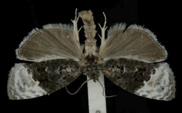 Apotomis betuletana Apotomis betuletana
