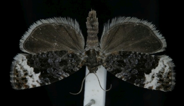 Apotomis sauciana Apotomis sauciana
