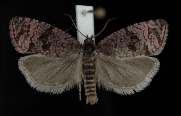 Stictea mygindiana Stictea mygindiana