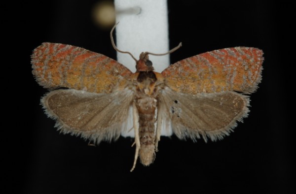 Argyroploce arbutella Argyroploce arbutella