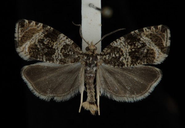 Celypha lacunana Celypha lacunana
