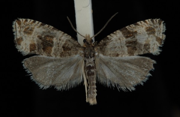 Celypha lacunana Celypha lacunana