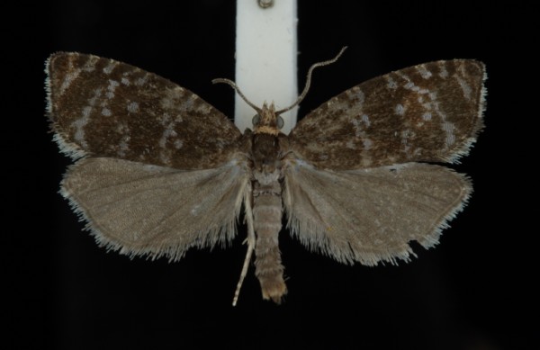 Celypha lacunana Celypha lacunana