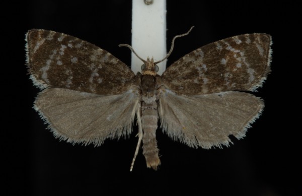 Celypha lacunana