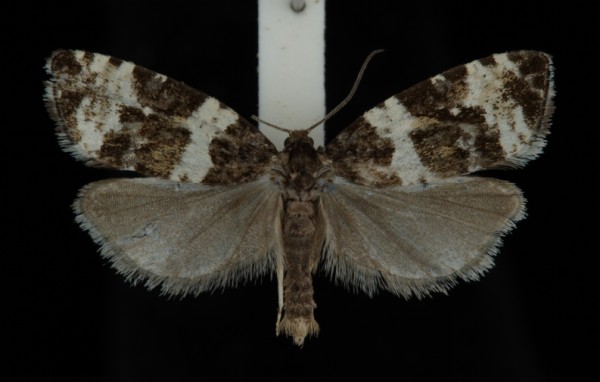 Phiaris bipunctana Phiaris bipunctana