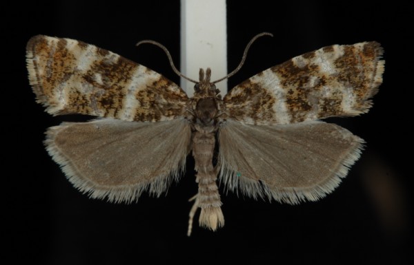Phiaris micana Phiaris micana