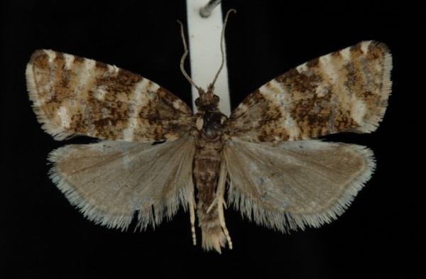 Phiaris micana Phiaris micana