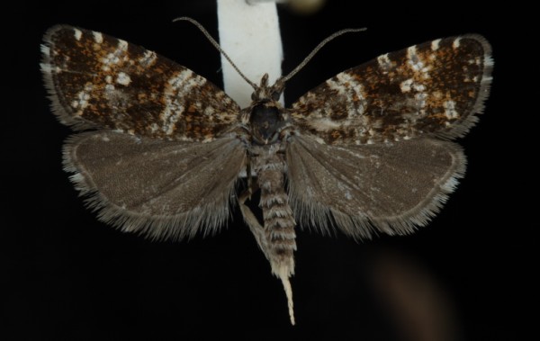 Phiaris palustrana Phiaris palustrana