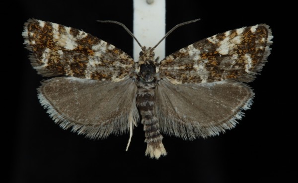 Phiaris palustrana Phiaris palustrana