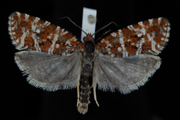 Phiaris schulziana Phiaris schulziana