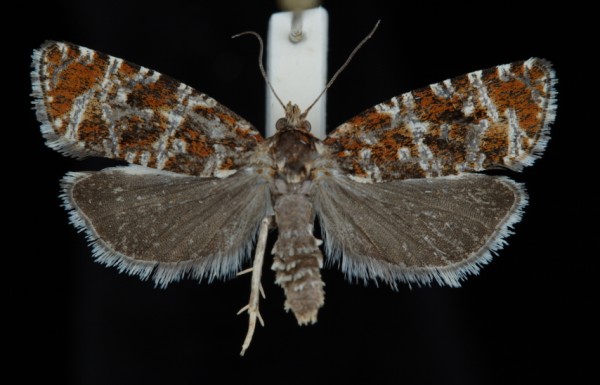 Phiaris schulziana Phiaris schulziana