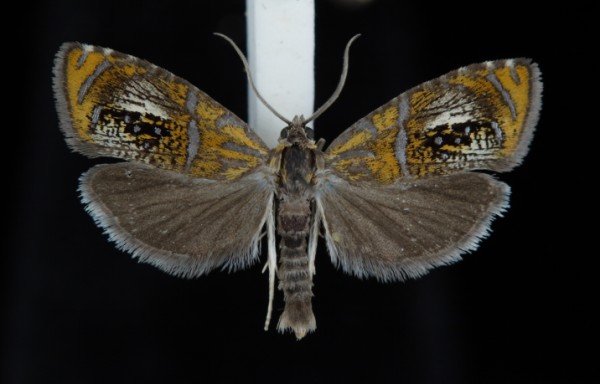 Olethreutes arcuella Olethreutes arcuella