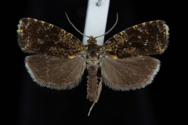 Celypha siderana Celypha siderana