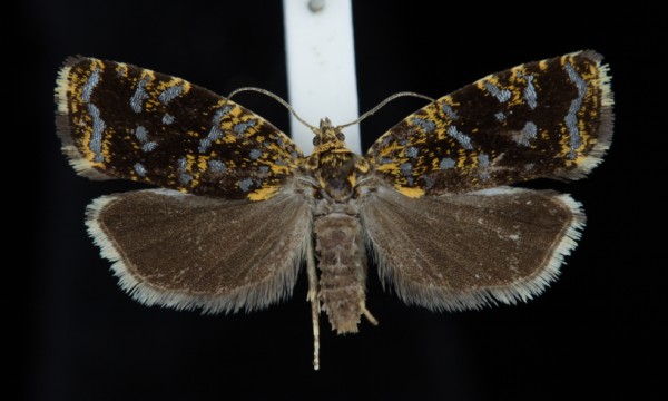 Celypha siderana Celypha siderana