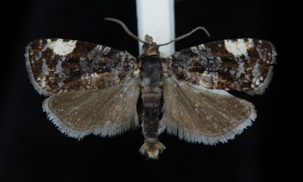 Argyroploce externa Argyroploce externa