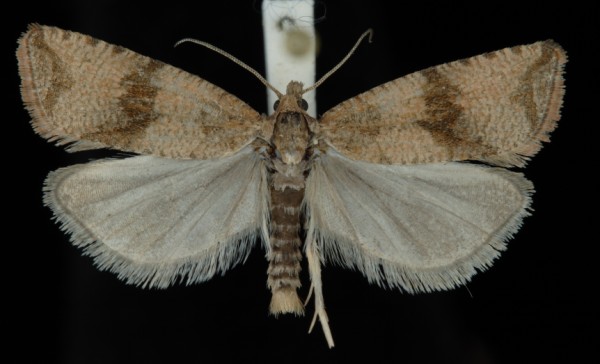 Celypha striana Celypha striana