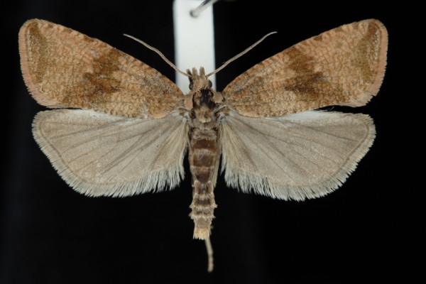 Celypha striana Celypha striana