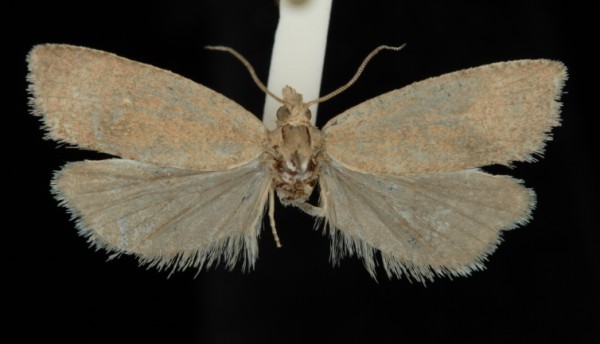 Celypha rosaceana Celypha rosaceana