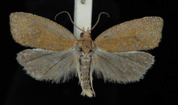 Celypha rufana Celypha rufana