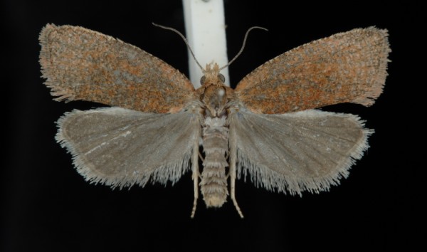 Celypha rufana Celypha rufana