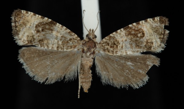 Celypha rurestrana Celypha rurestrana