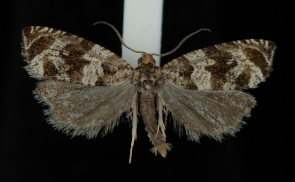 Celypha cespitana Celypha cespitana
