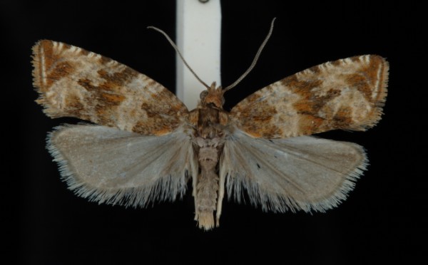 Celypha cespitana Celypha cespitana