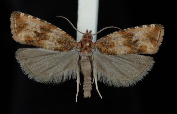 Celypha cespitana Celypha cespitana