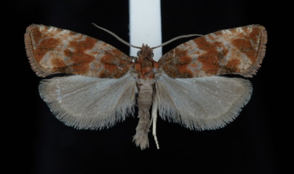 Celypha cespitana Celypha cespitana