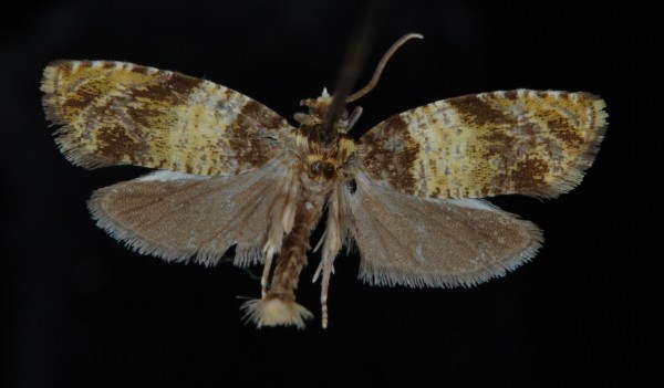 Celypha aurofasciana Celypha aurofasciana