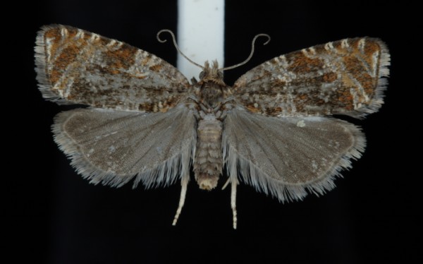 Celypha rivulana