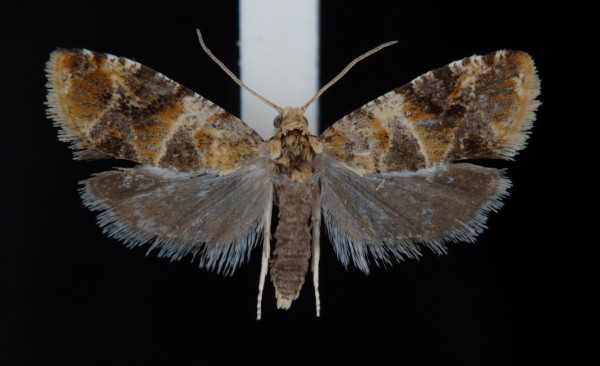 Lobesia reliquana Lobesia reliquana