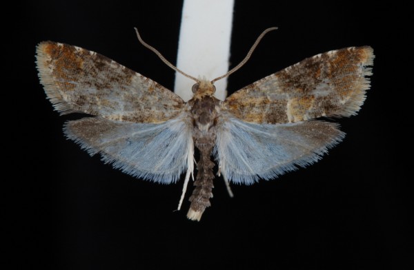 Lobesia reliquana Lobesia reliquana