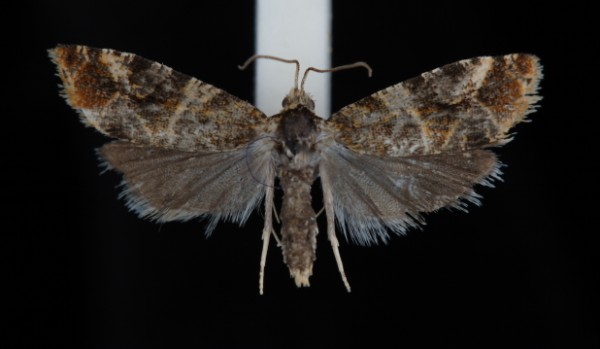 Lobesia reliquana Lobesia reliquana
