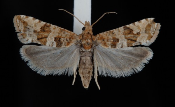 Lobesia littoralis Lobesia littoralis