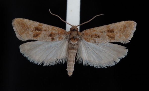Lobesia littoralis Lobesia littoralis