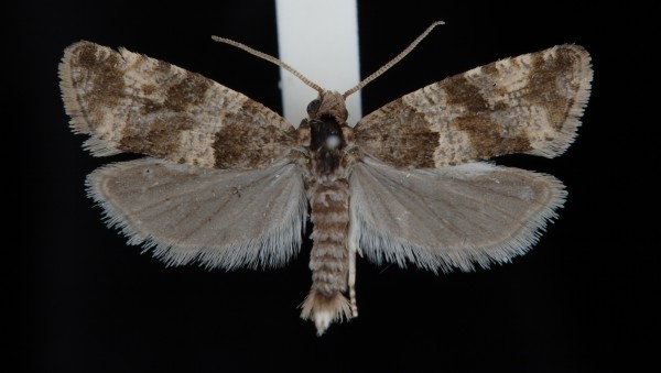 Lobesia abscisana Lobesia abscisana