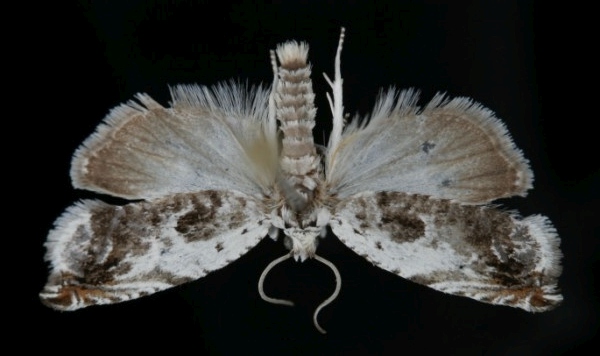 Ancylis laetana Ancylis laetana