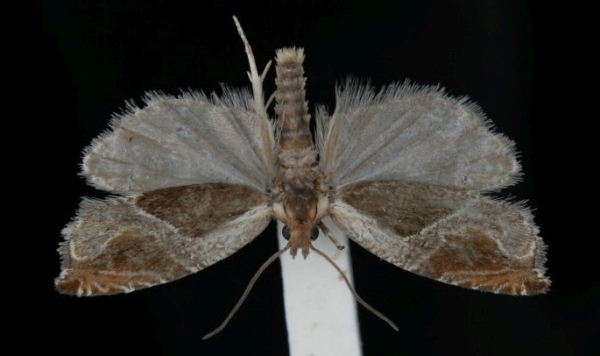 Ancylis comptana Ancylis comptana