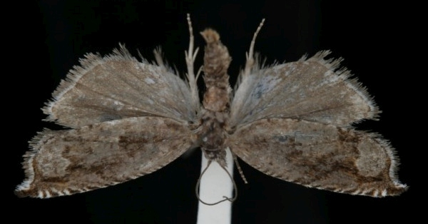Ancylis uncella Ancylis uncella