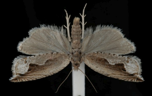 Ancylis uncella Ancylis uncella