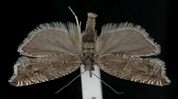 Ancylis unguicella Ancylis unguicella