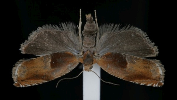 Ancylis mitterbacheriana Ancylis mitterbacheriana