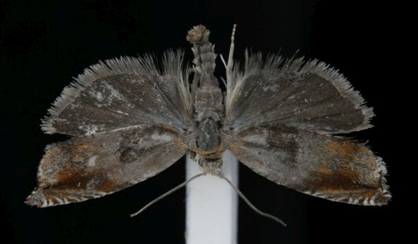 Ancylis mitterbacheriana Ancylis mitterbacheriana