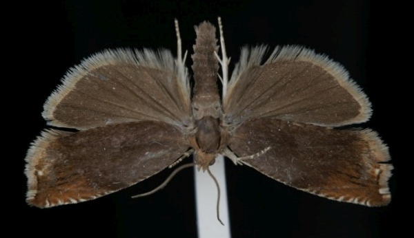 Ancylis upupana Ancylis upupana