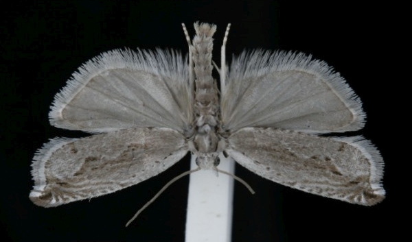 Ancylis geminana Ancylis geminana